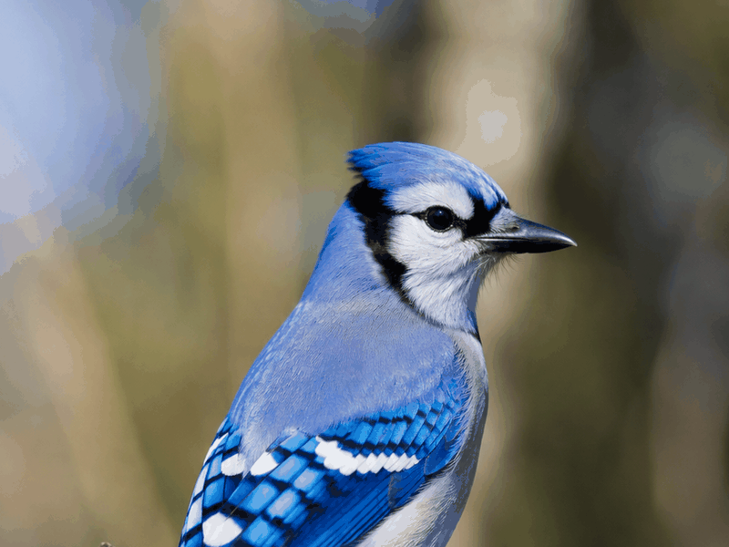 Bluejay birds wallpaper