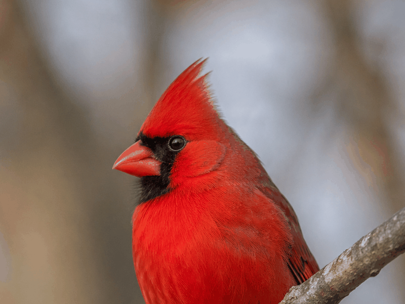 Cardinal birds wallpaper