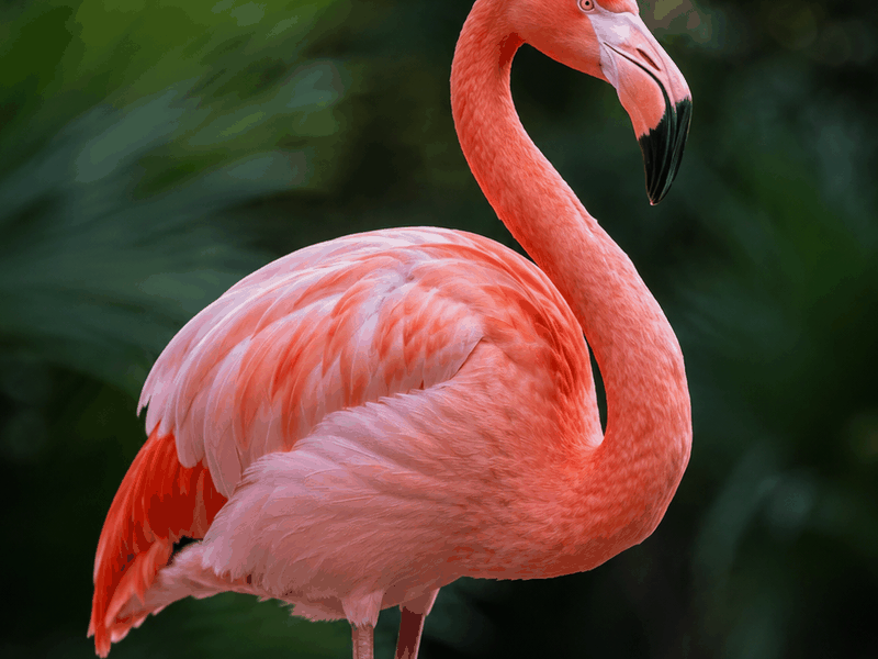 Flamingo birds wallpaper