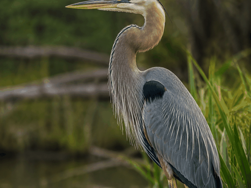 Heron birds wallpaper