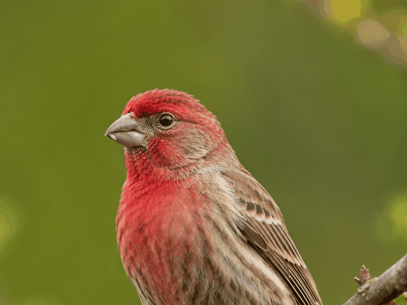 House Finch birds wallpaper