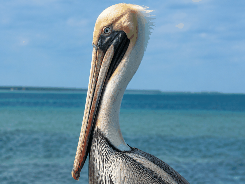 Pelican birds wallpaper