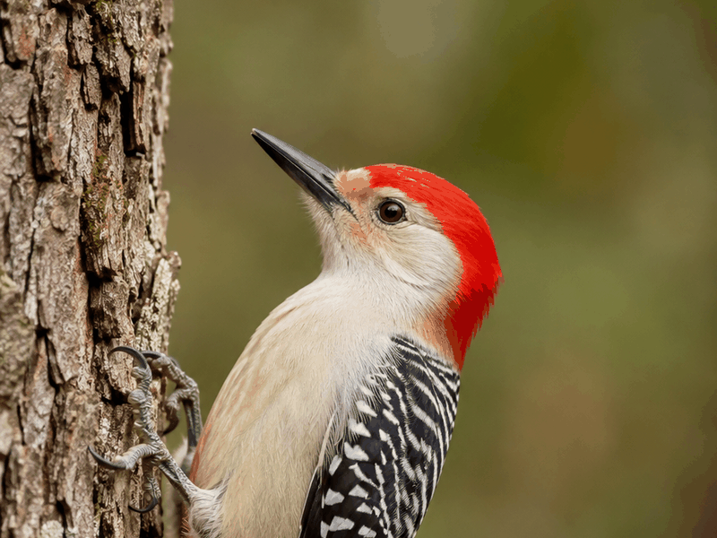 Red-bellied Woodpecker birds wallpaper