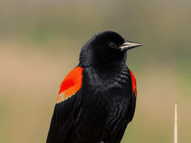 Red-winged Blackbird birds wallpaper