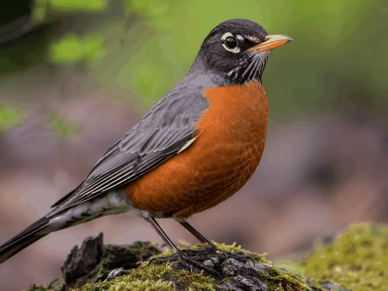 Robin birds wallpaper