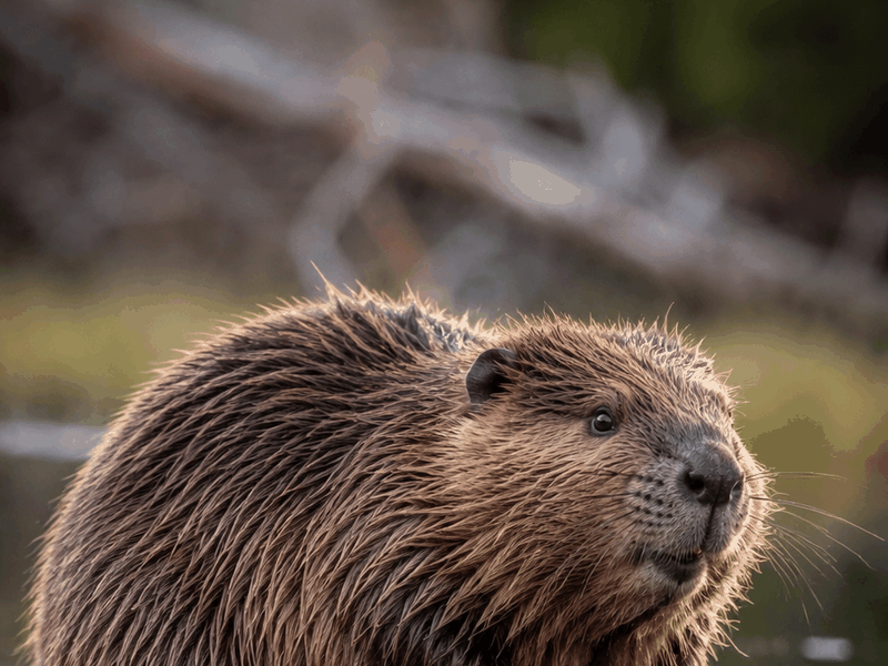 Beaver critters wallpaper