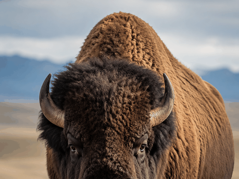 Bison critters wallpaper
