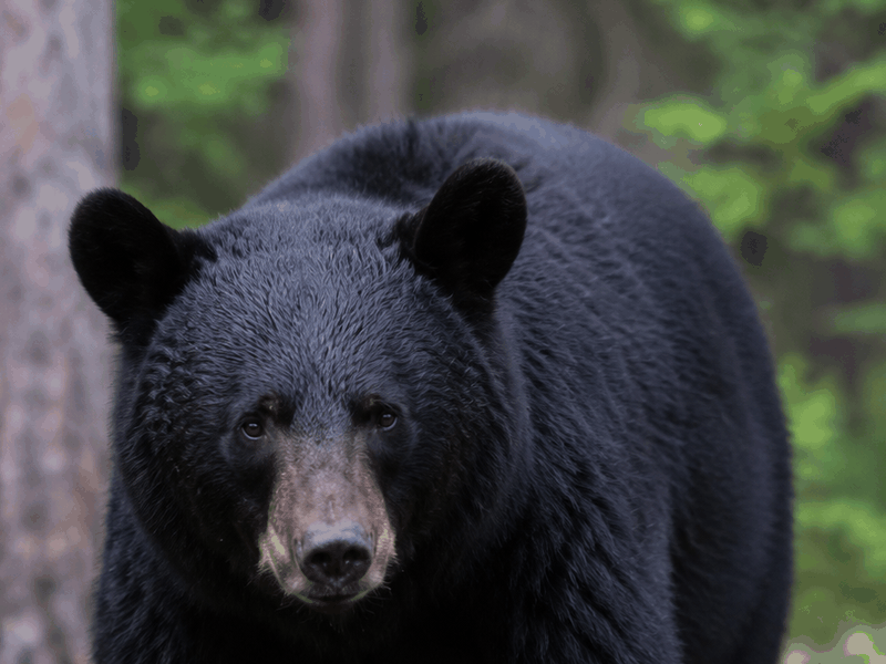 Black Bear critters wallpaper