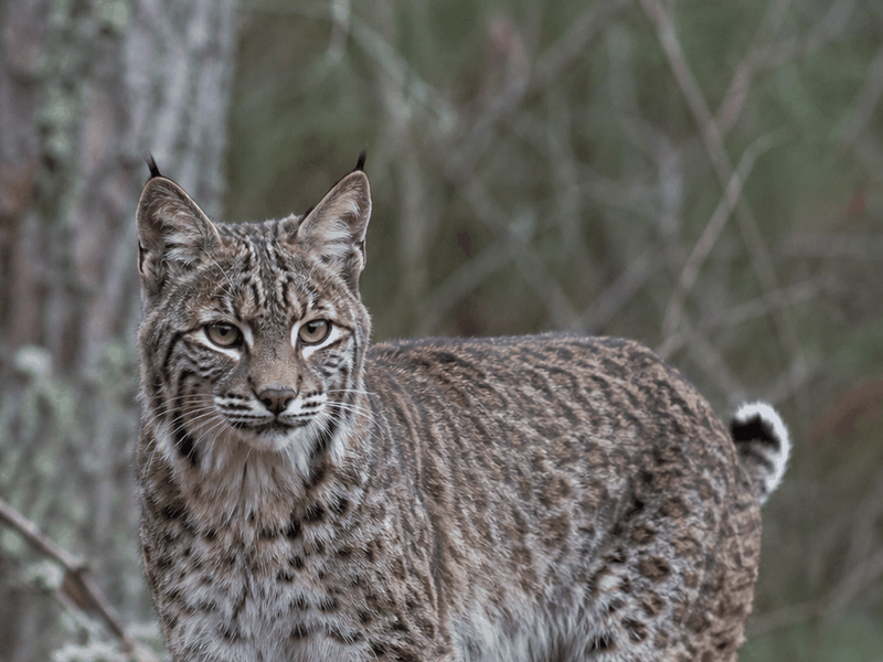 Bobcat critters wallpaper