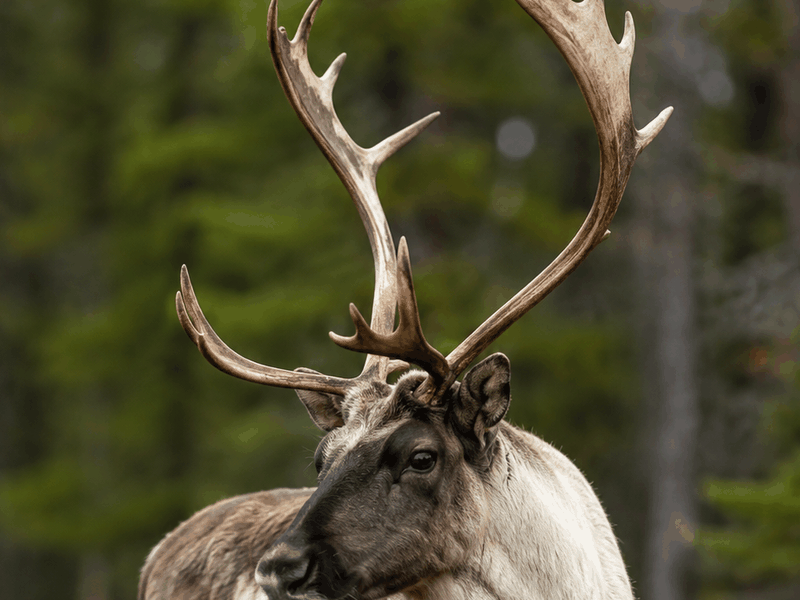 Caribou critters wallpaper
