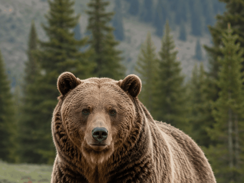 Grizzly critters wallpaper