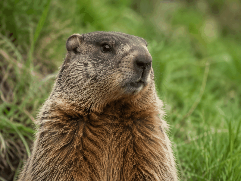 Groundhog critters wallpaper