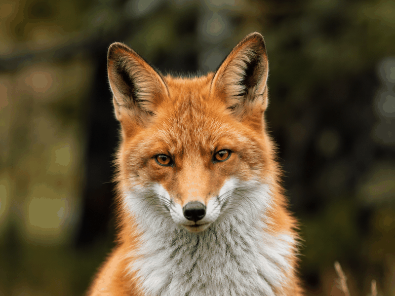 Red Fox critters wallpaper