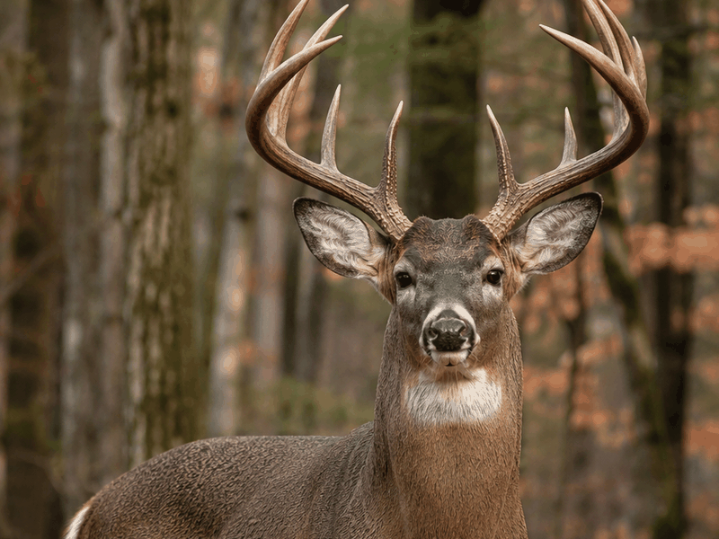 White-tailed Buck critters wallpaper