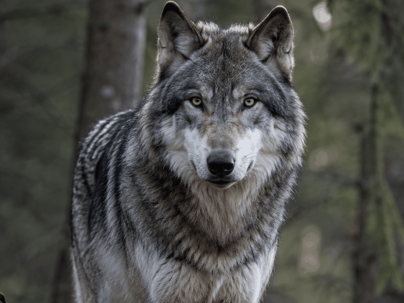 Wolf critters wallpaper