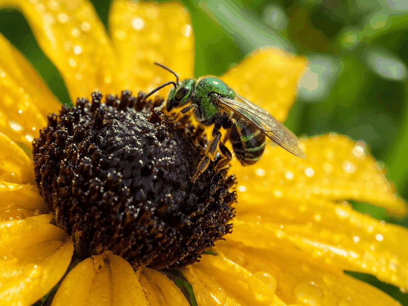 Bee on Black-eyed Susan pollinators wallpaper