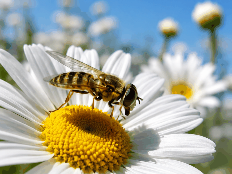 Bee on Daisy pollinators wallpaper