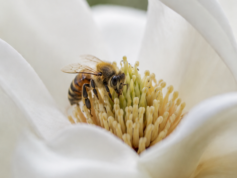 Bee on Magnolia pollinators wallpaper