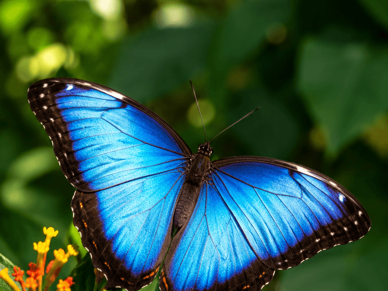 Blue Morpho on Orange Lantana pollinators wallpaper