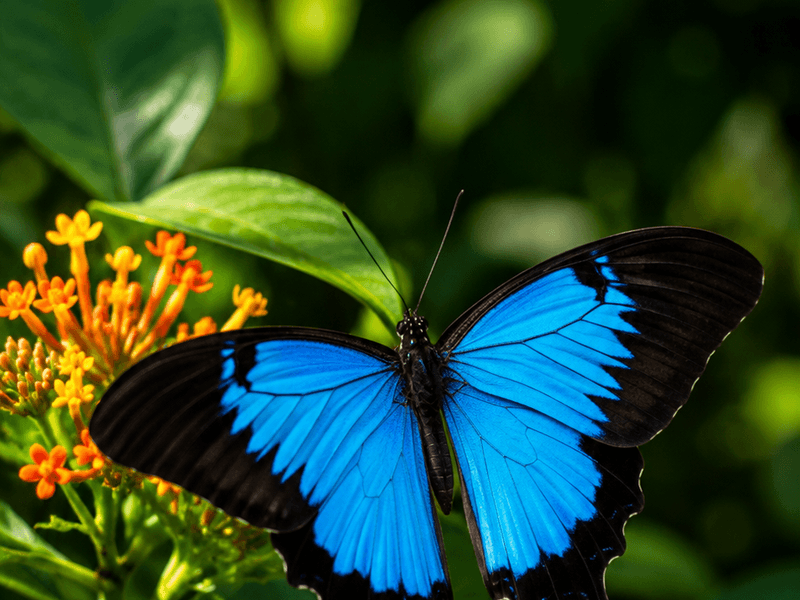 Blue Swallowtail on Orange Lantana pollinators wallpaper