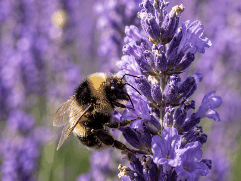 Bumblebee on Lavender pollinators wallpaper