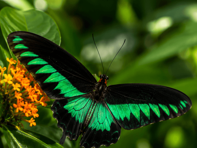 Emerald Swallowtail on Orange Lantana pollinators wallpaper