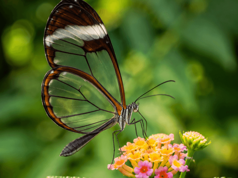Glasswing on Lantana pollinators wallpaper