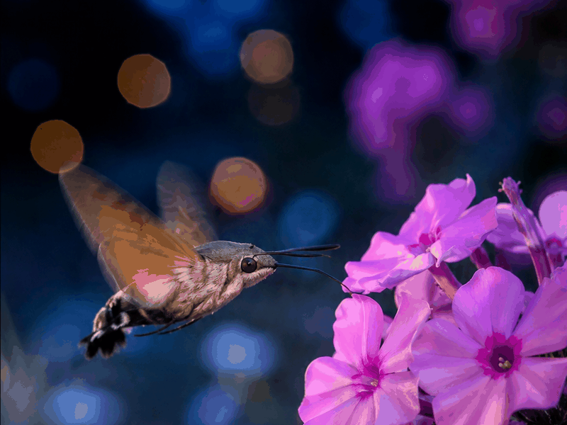 Hummingbird on Phlox pollinators wallpaper