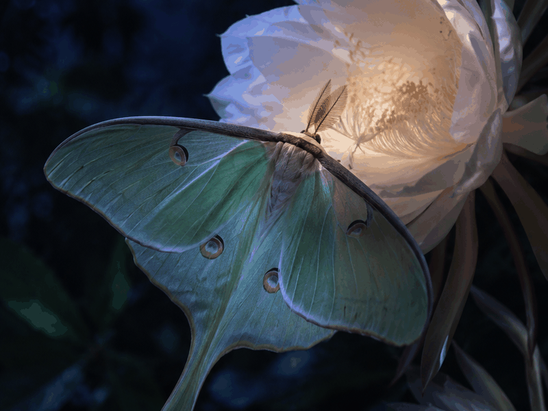 Luna Moth on Moonflower pollinators wallpaper