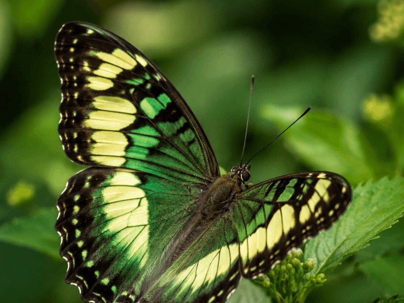 Malachite Butterfly on White Lantana pollinators wallpaper