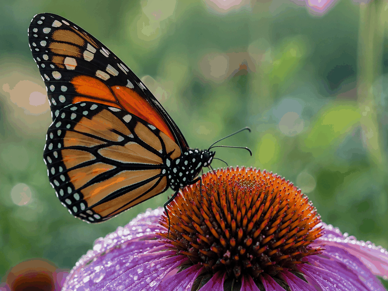 Monarch on Coneflower pollinators wallpaper