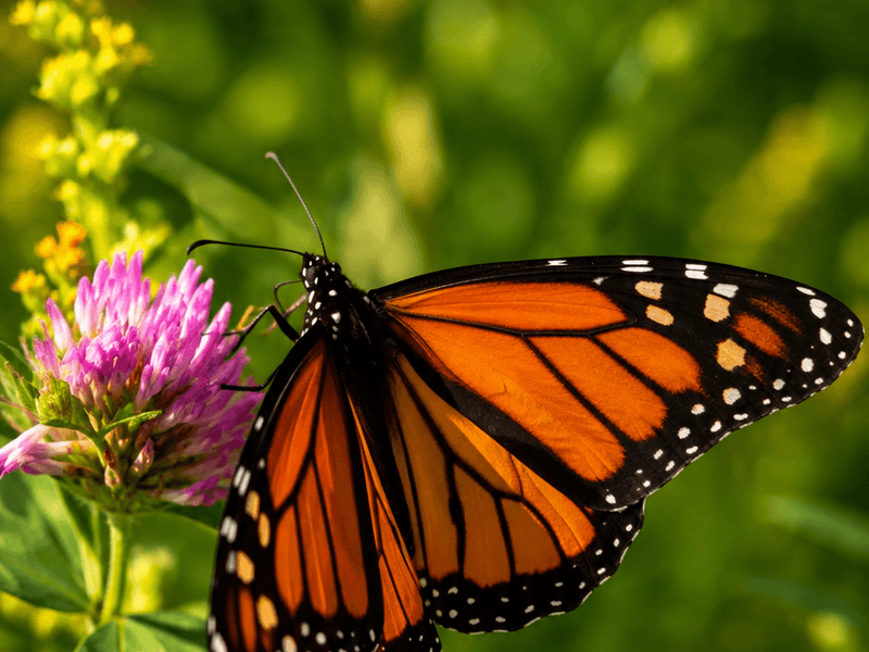 Monarch on Red Clover pollinators wallpaper