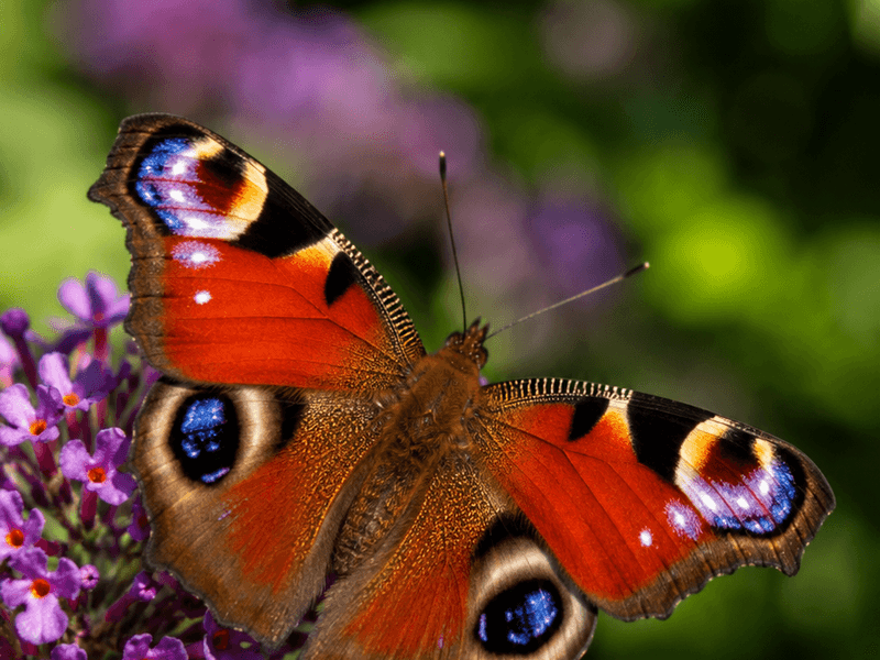 Peacock Butterfly on Butterfly Bush pollinators wallpaper