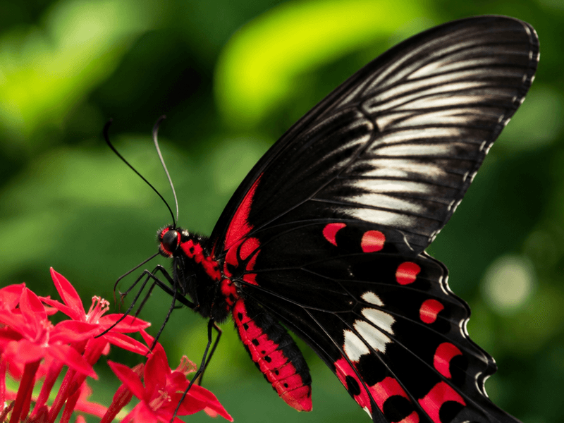 Scarlet Swallowtail on Red Pentas pollinators wallpaper