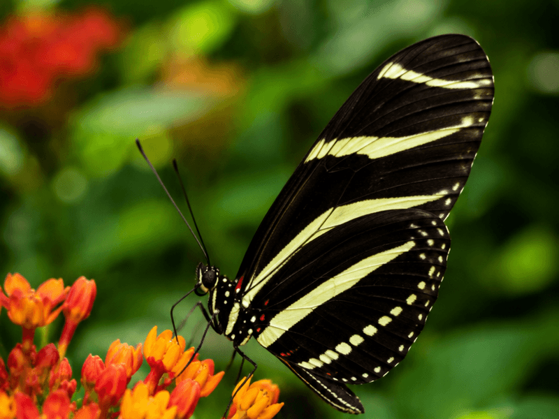 Zebra Longwing on Orange Lantana pollinators wallpaper